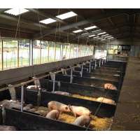 Pig use and welded H steel main steel structure pig farm house